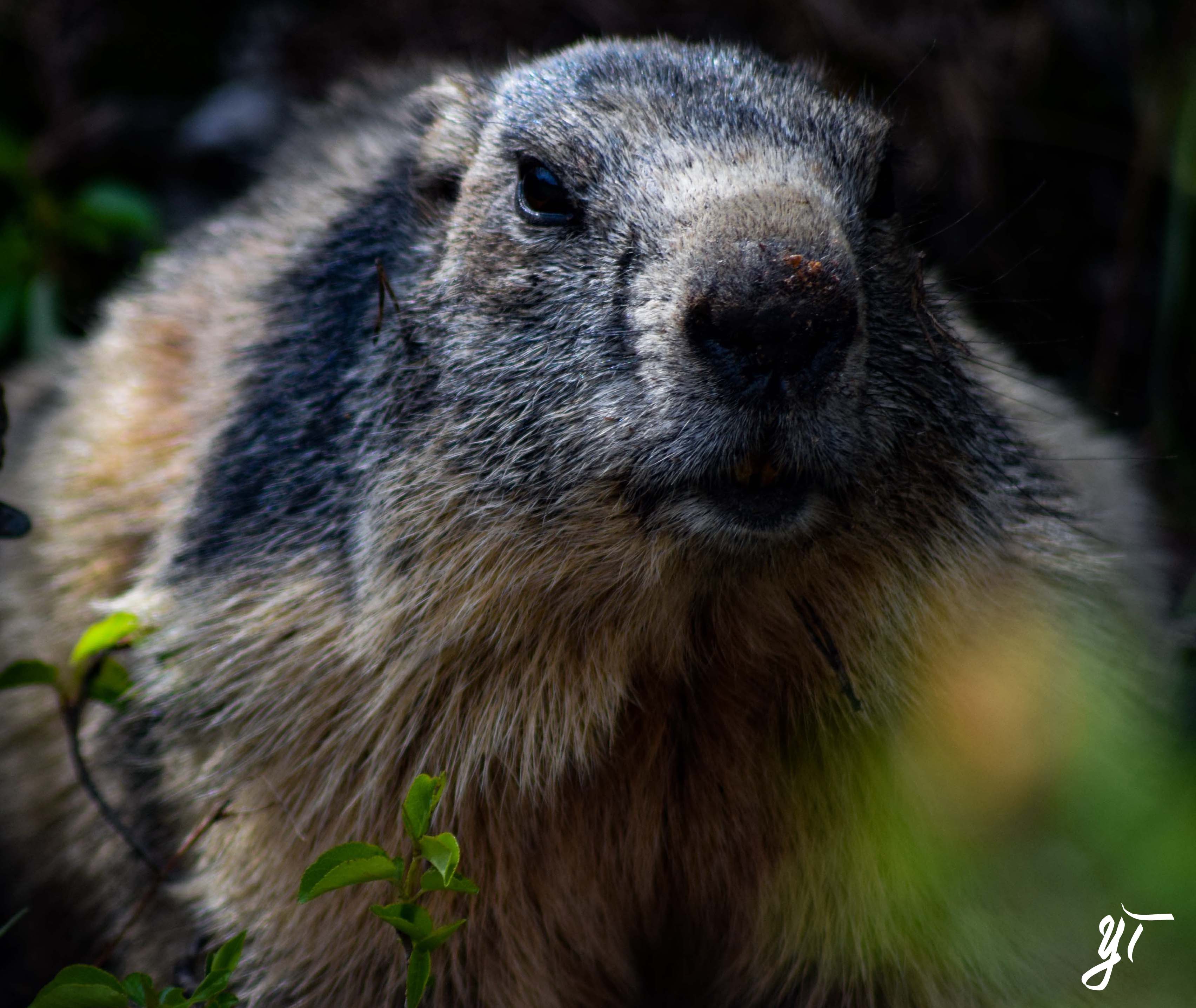 Marmotte