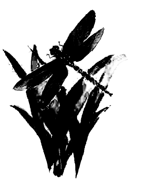 insectes