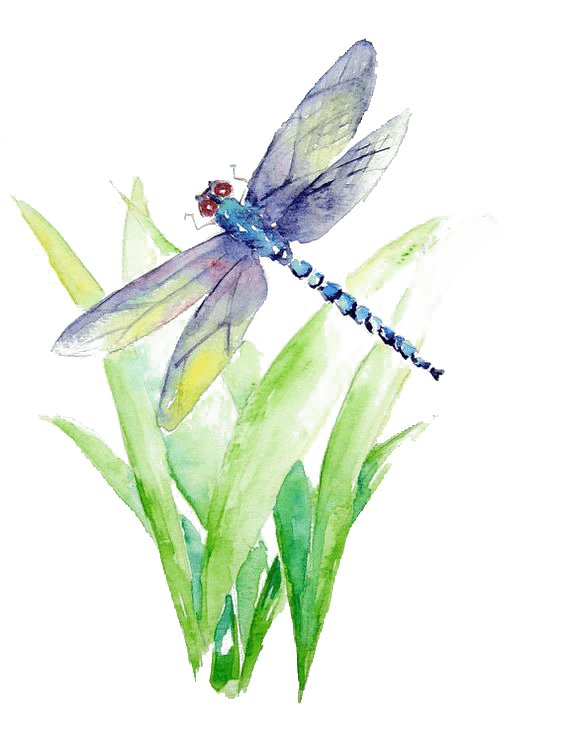 Insectes sélectionné