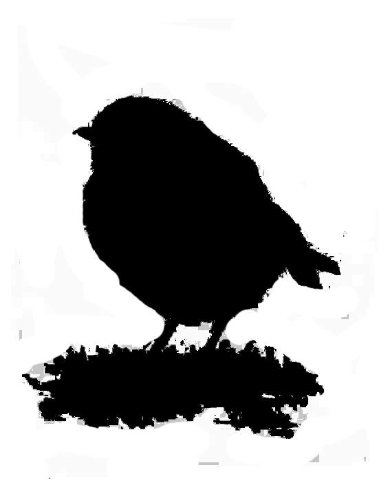 oiseaux